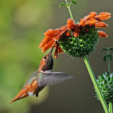 Réamhrá friothálacha Hummingbird?